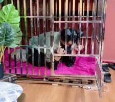 【小祖宗】圈养闺蜜辱骂羞辱 bf20191