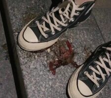 【万一】各种鞋子踩踏碾压小龙虾 bf25203