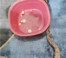 【三公主殿下】绿帽老公生活化伺候【下】 JS2402016-8