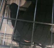 【小雅老师】狗笼圈养犬化绿帽前任【中】 bf38459