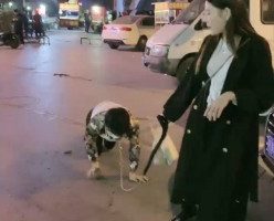 诺曦S热搜户外遛狗引围观当着群众语言羞辱辱骂史上最刺激