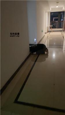 【婉纱】转胯狗爬-小白鞋白袜虐【双视角版】 bf53557