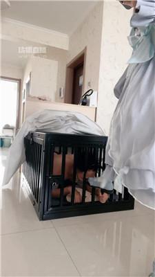 【桃夭大人】洛丽塔S-白丝诱惑踩虐 JS250814-26