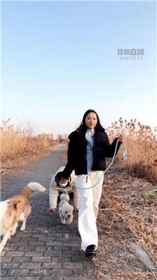 【毛绒月亮】户外真狗假狗一起遛 JS251216-25